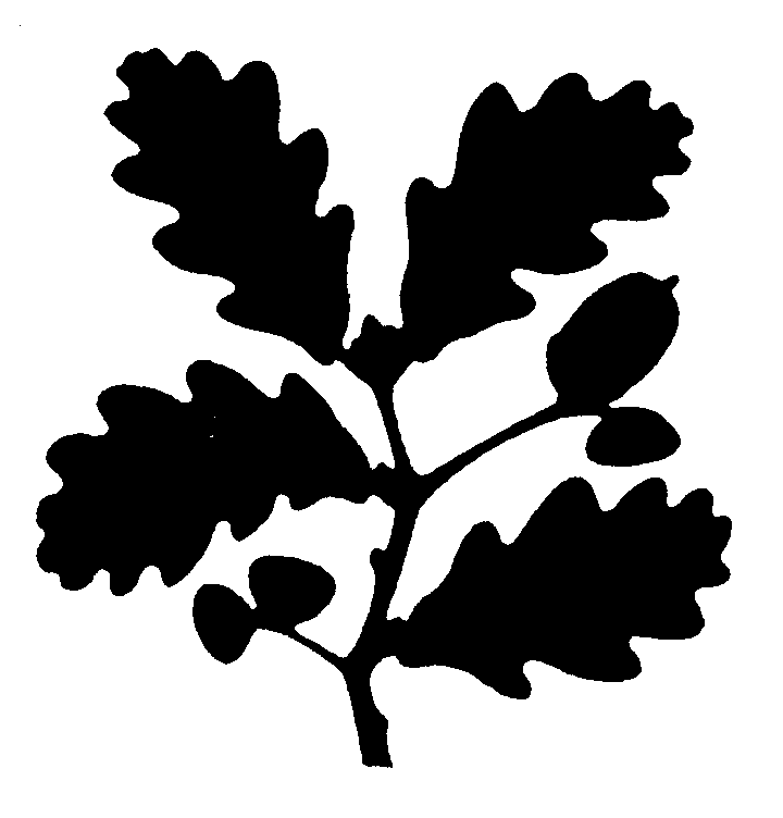 msbntv logo